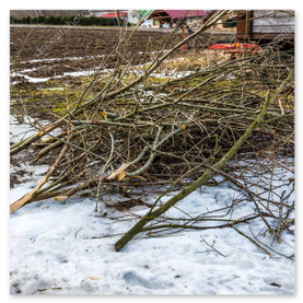 Durchforstung für vitale Bestände