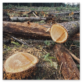 Gefällter Baum fachgerecht aufgearbeitet