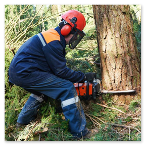 Fällung eines Problembaums am Waldrand mit Absperrung