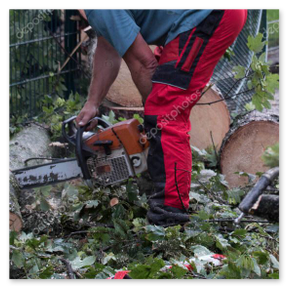 Waldpflege: Auslichten und Entasten für stabile Bestände