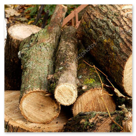 Sauber gestapeltes Stammholz