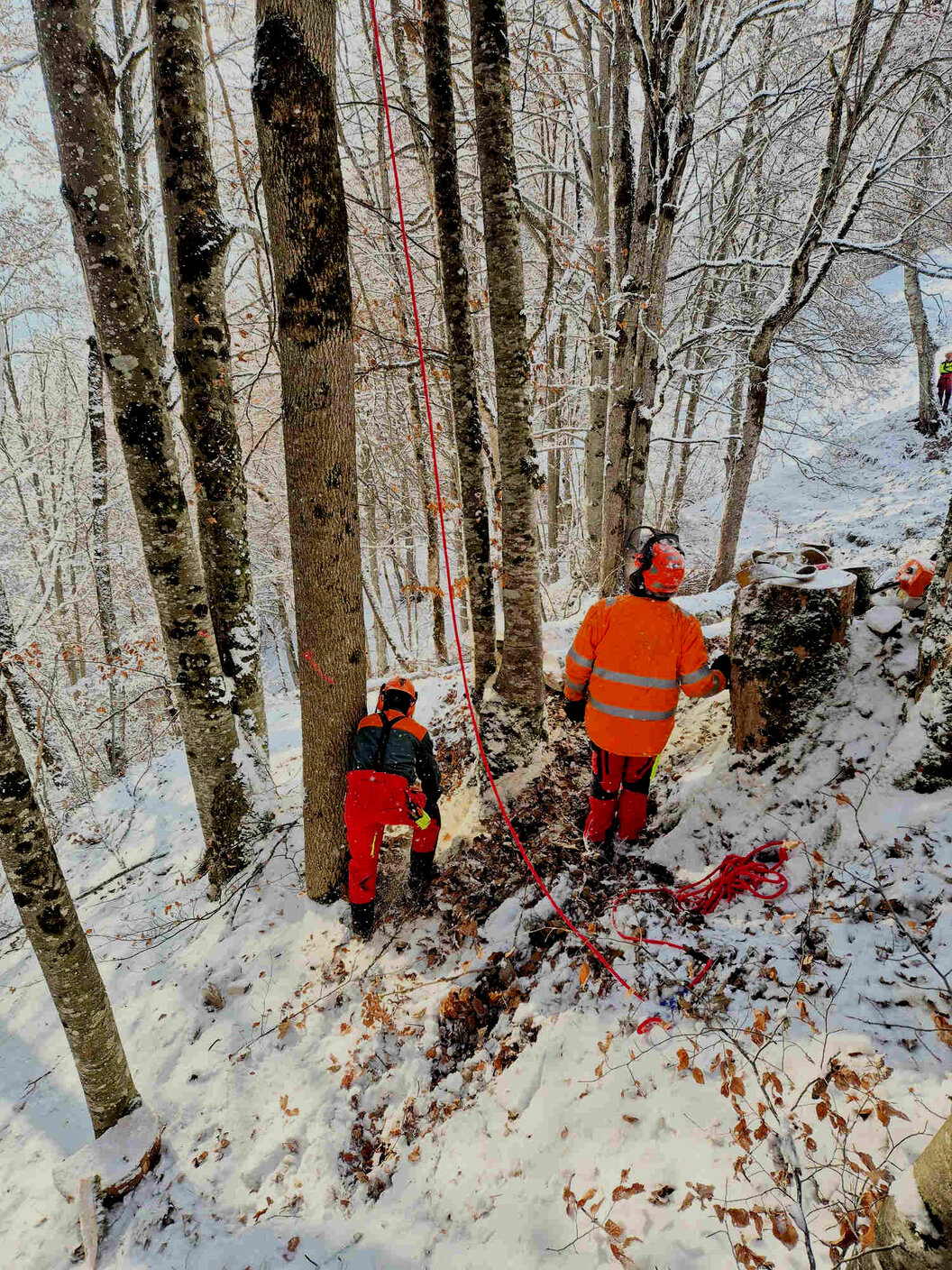 Baumfällung im Wald