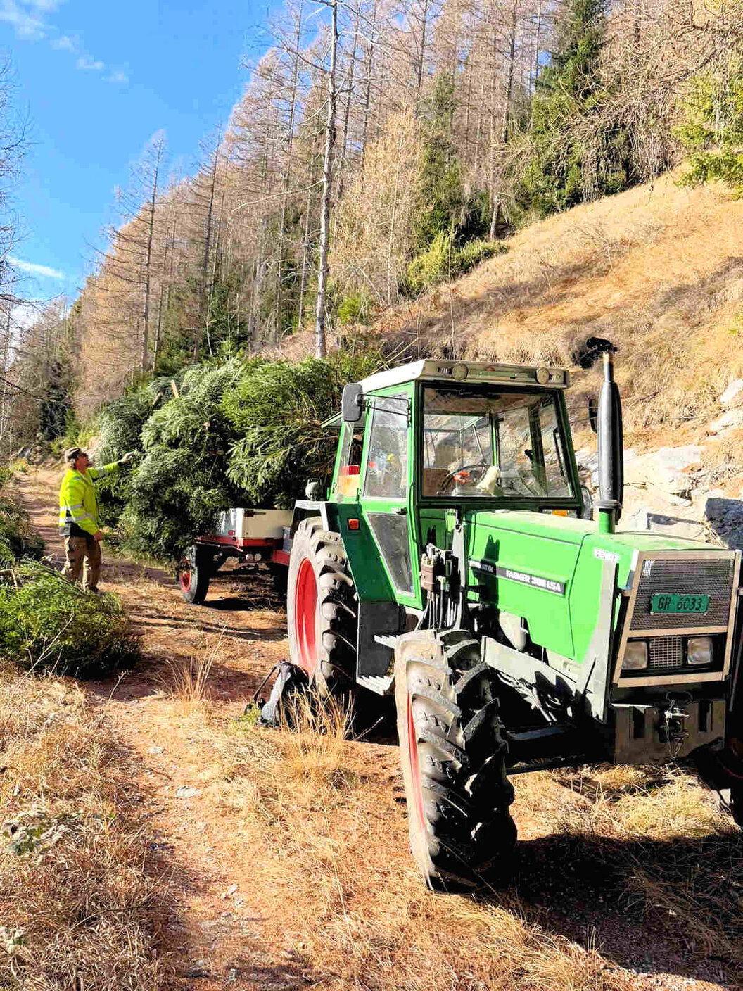 Abtransport von Holz im Wald