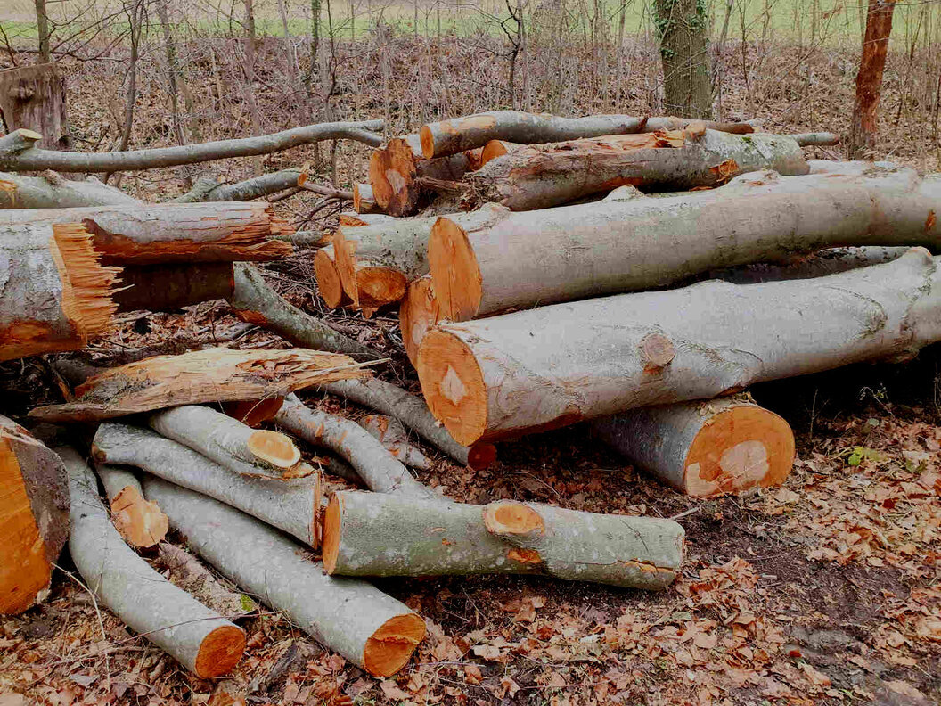 Zuschneiden von Stammholz
